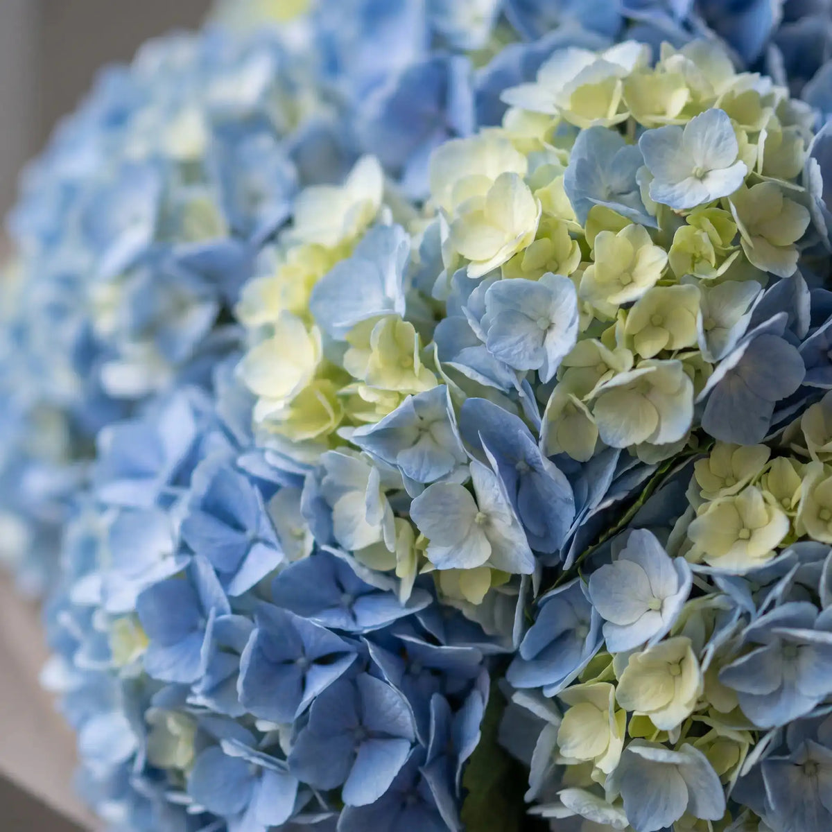 Close-up of Just Hydrangeas Blue hydrangea bouquet