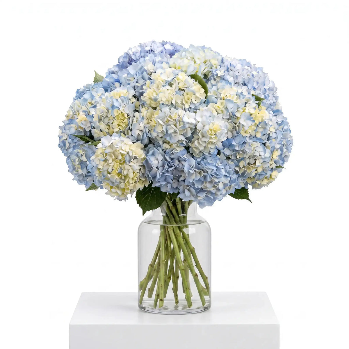 Just Hydrangeas Blue hydrangea bouquet arranged in a glass vase