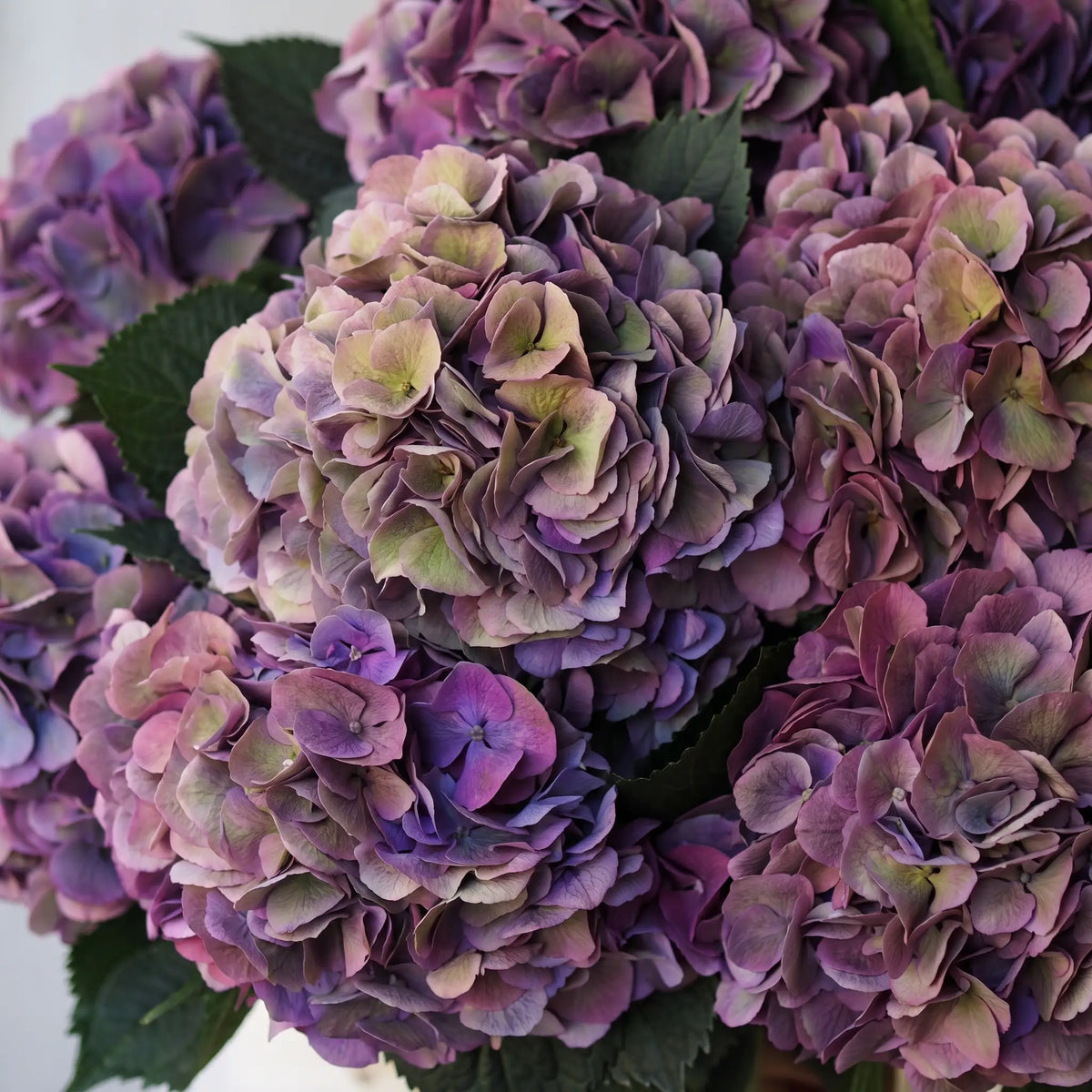 Close-up of Just Hydrangeas Purple hydrangea bouquet