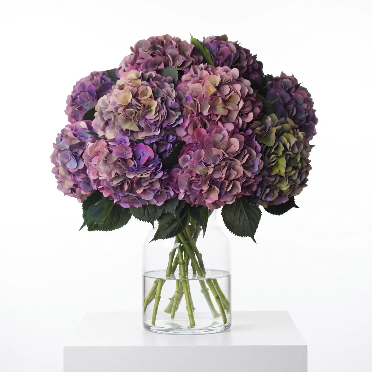 Just Hydrangeas Purple hydrangea bouquet arranged in a glass vase