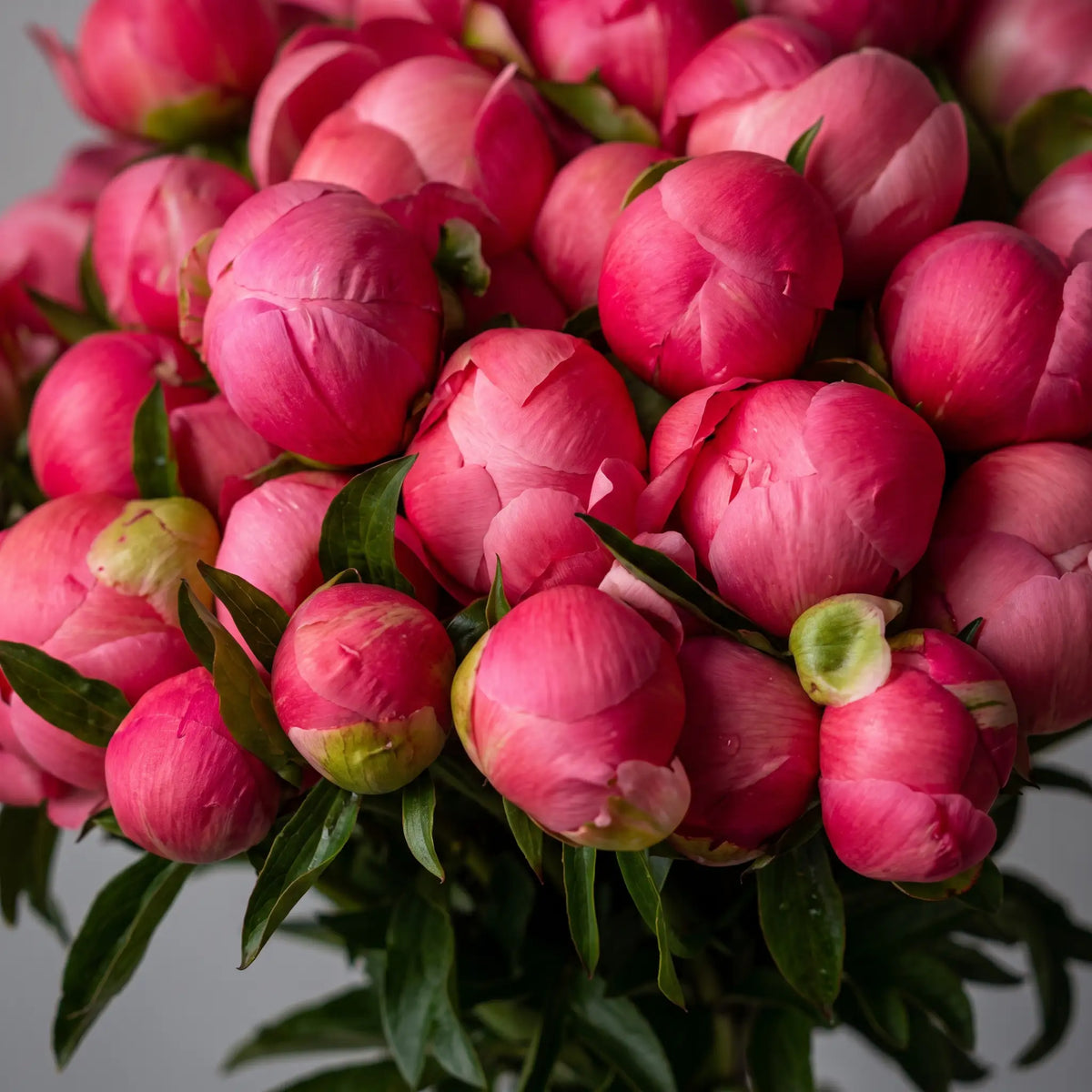 Close-up of Just Peonies Coral Charm peony bouquet