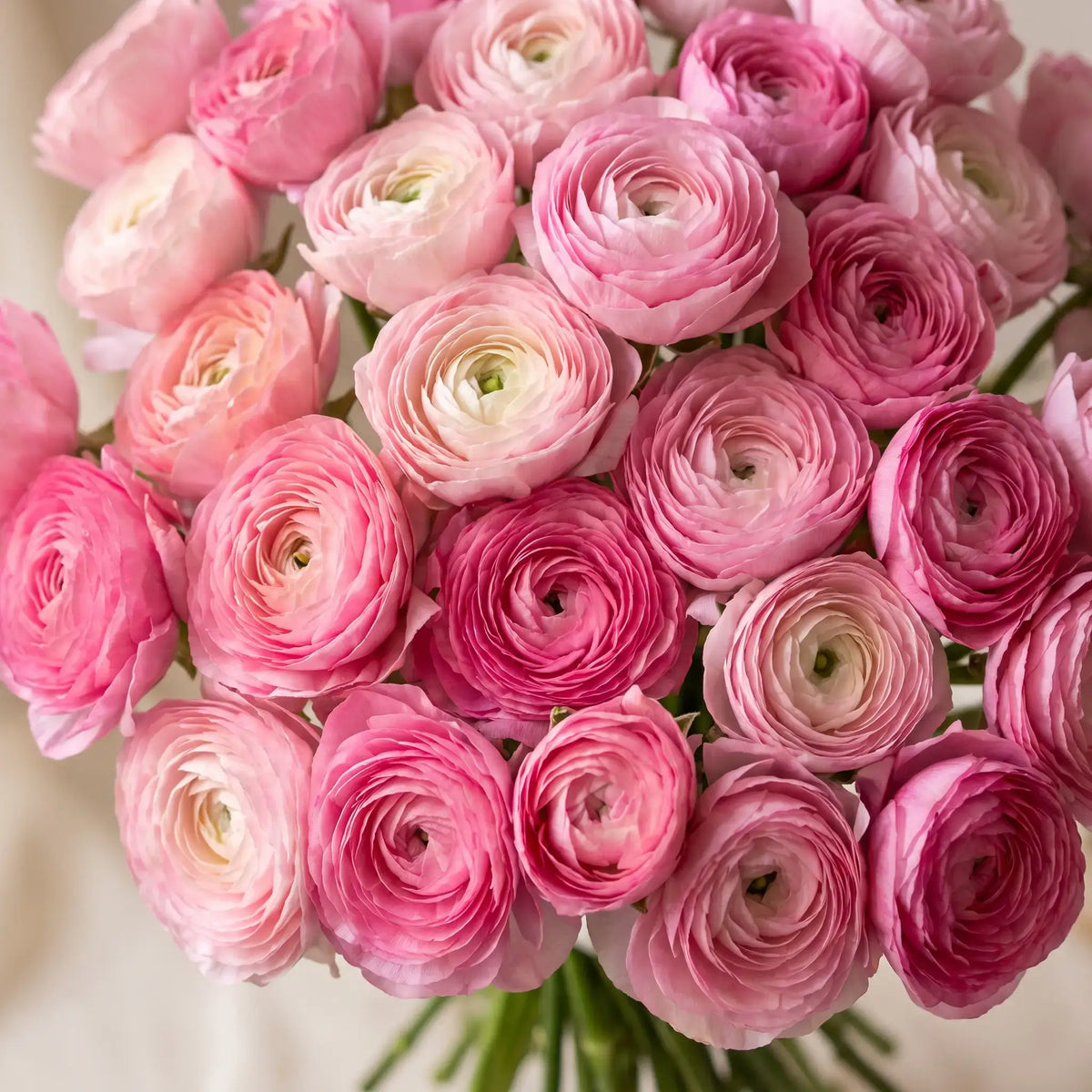 Close-up of Just Ranunculus Pink ranunculus bouquet