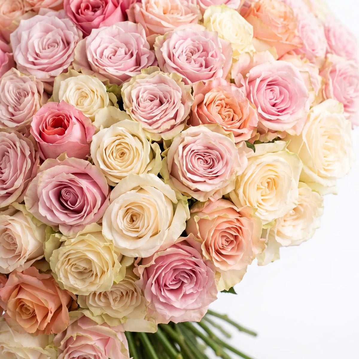 Close-up of Rose Harmony rose bouquet
